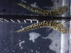 画像9: 【淡水魚】【通販】激レア No2 金天目(Gold tenmoku)【個体販売】(±10cm)(大型魚・スネークヘッド)(生体)(熱帯魚)NKO (9)