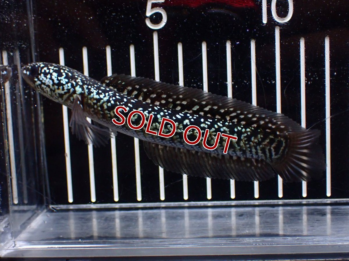 画像1: 【淡水魚】【通販】激レア No1 藍天目(Blue tenmoku)【個体販売】(±13cm)(大型魚・スネークヘッド)(生体)(熱帯魚)NKO (1)