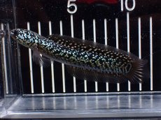 画像1: 【淡水魚】【通販】激レア No1 藍天目(Blue tenmoku)【個体販売】(±13cm)(大型魚・スネークヘッド)(生体)(熱帯魚)NKO (1)