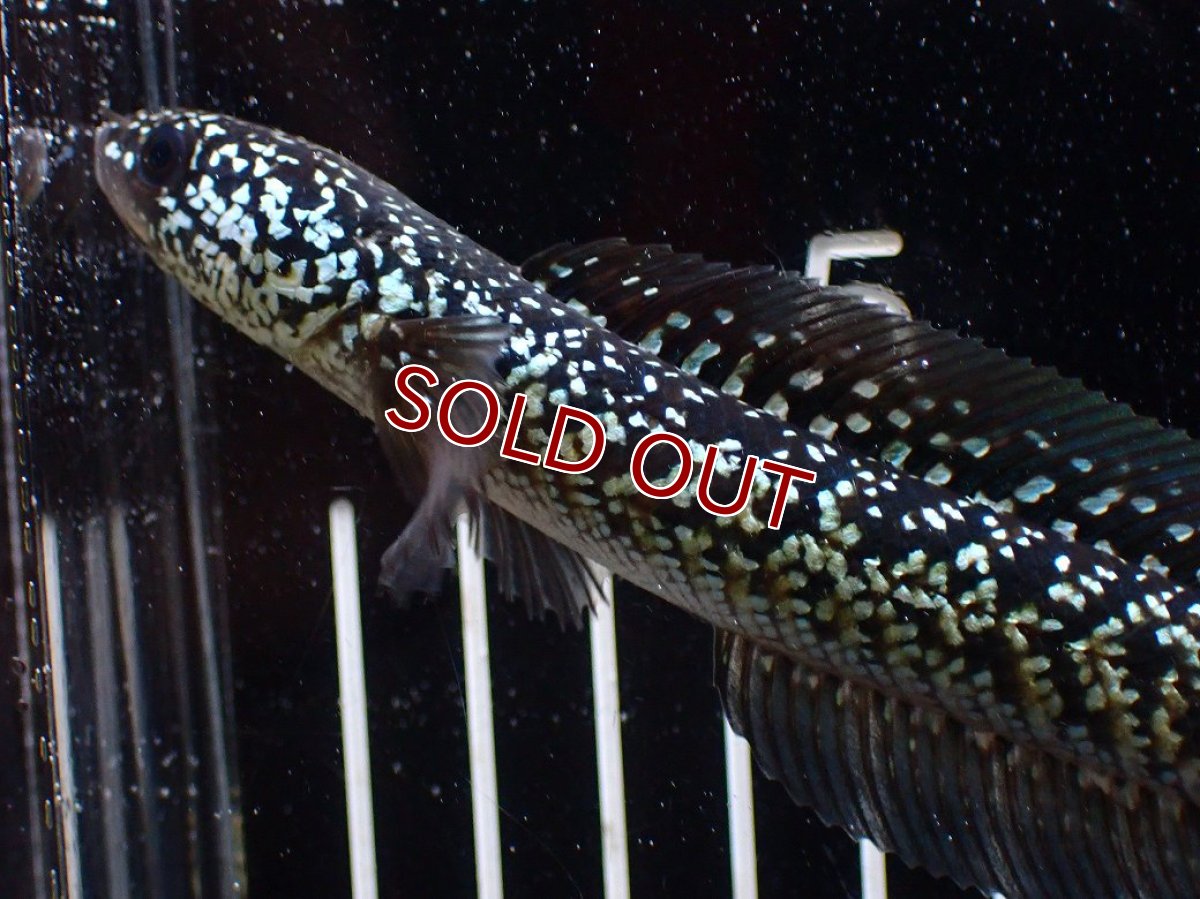 画像2: 【淡水魚】【通販】激レア No1 藍天目(Blue tenmoku)【個体販売】(±13cm)(大型魚・スネークヘッド)(生体)(熱帯魚)NKO (2)