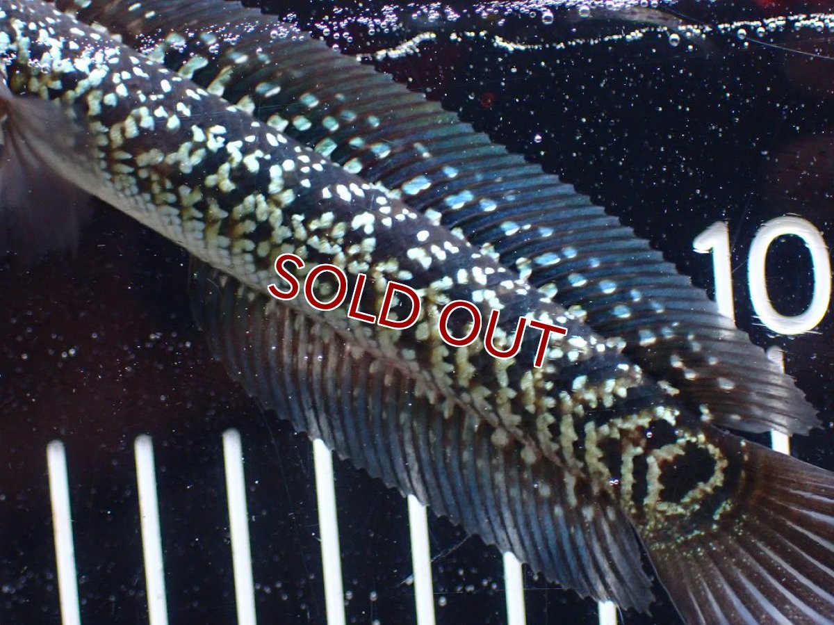 画像3: 【淡水魚】【通販】激レア No1 藍天目(Blue tenmoku)【個体販売】(±13cm)(大型魚・スネークヘッド)(生体)(熱帯魚)NKO (3)