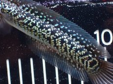 画像3: 【淡水魚】【通販】激レア No1 藍天目(Blue tenmoku)【個体販売】(±13cm)(大型魚・スネークヘッド)(生体)(熱帯魚)NKO (3)