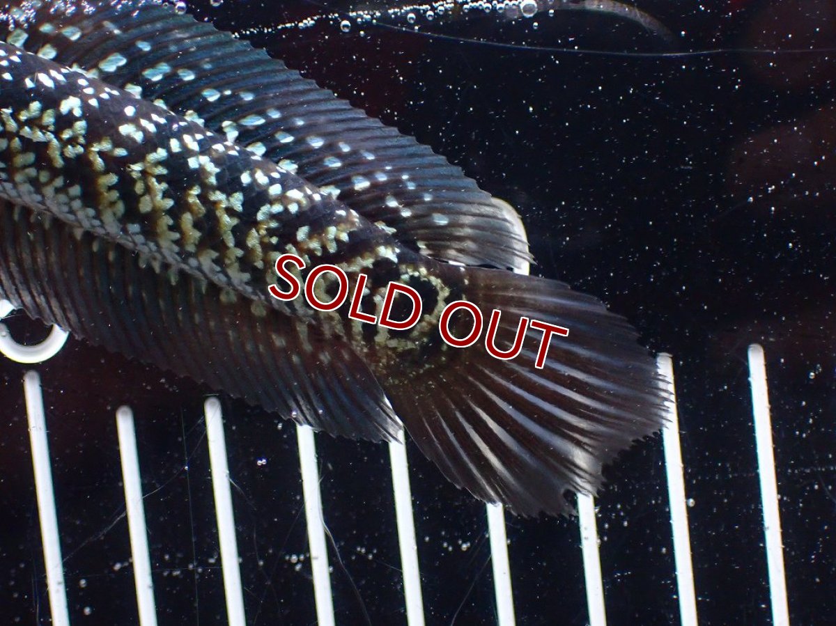 画像4: 【淡水魚】【通販】激レア No1 藍天目(Blue tenmoku)【個体販売】(±13cm)(大型魚・スネークヘッド)(生体)(熱帯魚)NKO (4)