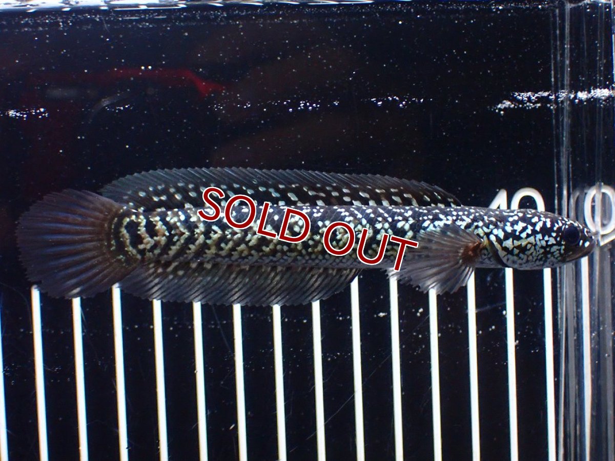 画像5: 【淡水魚】【通販】激レア No1 藍天目(Blue tenmoku)【個体販売】(±13cm)(大型魚・スネークヘッド)(生体)(熱帯魚)NKO (5)