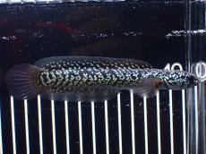 画像5: 【淡水魚】【通販】激レア No1 藍天目(Blue tenmoku)【個体販売】(±13cm)(大型魚・スネークヘッド)(生体)(熱帯魚)NKO (5)