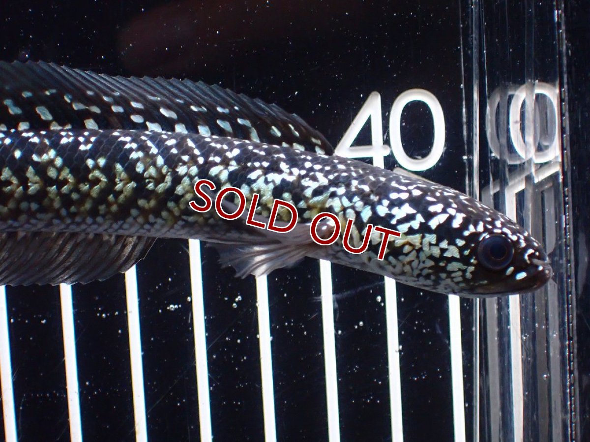 画像6: 【淡水魚】【通販】激レア No1 藍天目(Blue tenmoku)【個体販売】(±13cm)(大型魚・スネークヘッド)(生体)(熱帯魚)NKO (6)