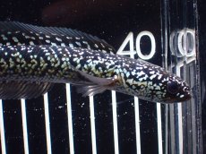 画像6: 【淡水魚】【通販】激レア No1 藍天目(Blue tenmoku)【個体販売】(±13cm)(大型魚・スネークヘッド)(生体)(熱帯魚)NKO (6)