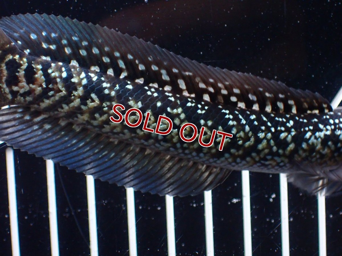 画像7: 【淡水魚】【通販】激レア No1 藍天目(Blue tenmoku)【個体販売】(±13cm)(大型魚・スネークヘッド)(生体)(熱帯魚)NKO (7)