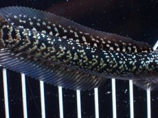 画像7: 【淡水魚】【通販】激レア No1 藍天目(Blue tenmoku)【個体販売】(±13cm)(大型魚・スネークヘッド)(生体)(熱帯魚)NKO (7)