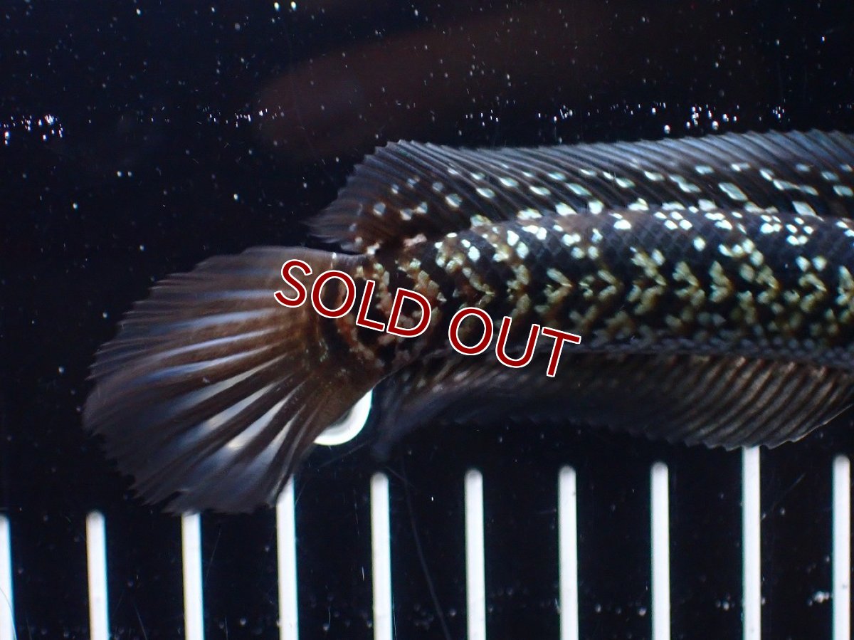 画像8: 【淡水魚】【通販】激レア No1 藍天目(Blue tenmoku)【個体販売】(±13cm)(大型魚・スネークヘッド)(生体)(熱帯魚)NKO (8)