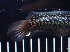 画像8: 【淡水魚】【通販】激レア No1 藍天目(Blue tenmoku)【個体販売】(±13cm)(大型魚・スネークヘッド)(生体)(熱帯魚)NKO (8)