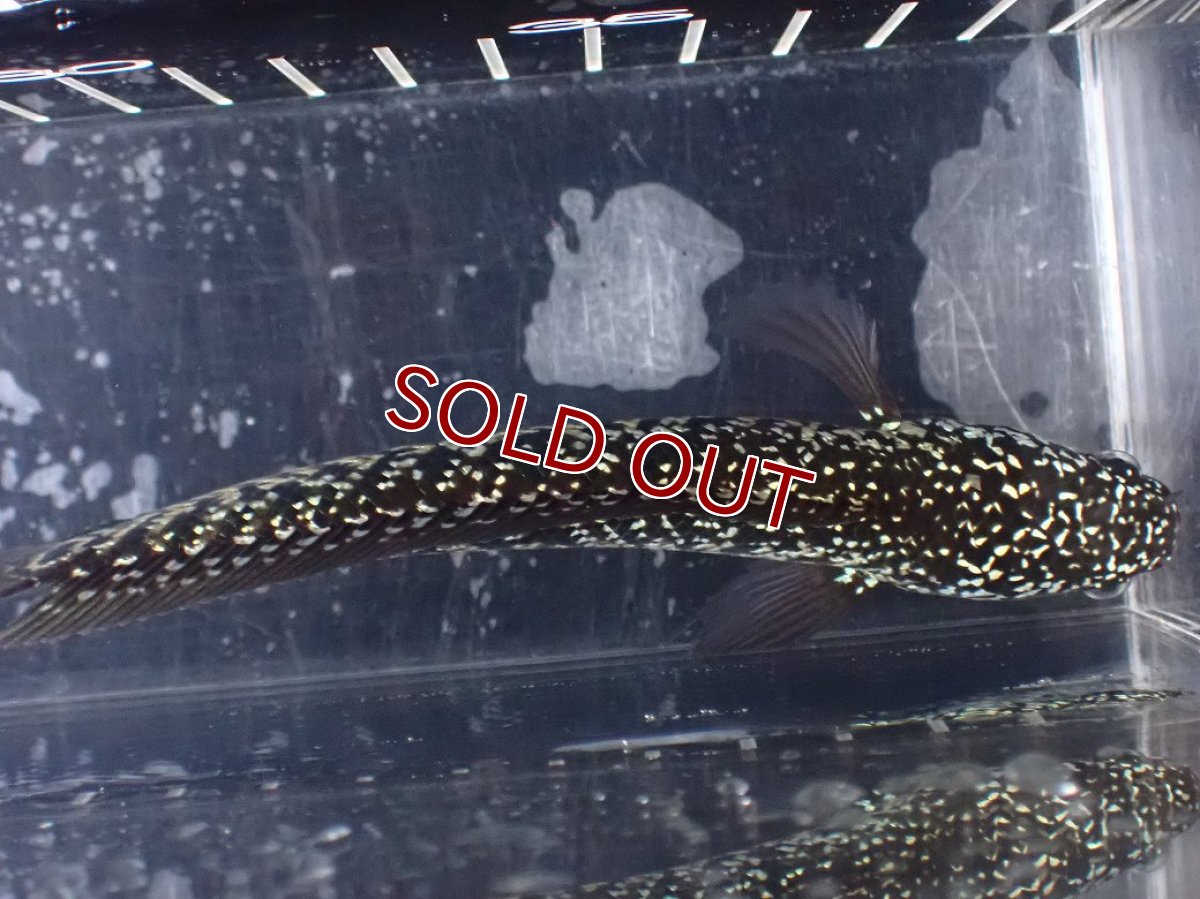 画像9: 【淡水魚】【通販】激レア No1 藍天目(Blue tenmoku)【個体販売】(±13cm)(大型魚・スネークヘッド)(生体)(熱帯魚)NKO (9)