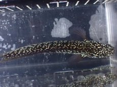 画像9: 【淡水魚】【通販】激レア No1 藍天目(Blue tenmoku)【個体販売】(±13cm)(大型魚・スネークヘッド)(生体)(熱帯魚)NKO (9)