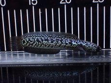 画像1: 【淡水魚】【通販】激レア No2 藍天目(Blue tenmoku)【個体販売】(±15cm)(大型魚・スネークヘッド)(生体)(熱帯魚)NKO (1)