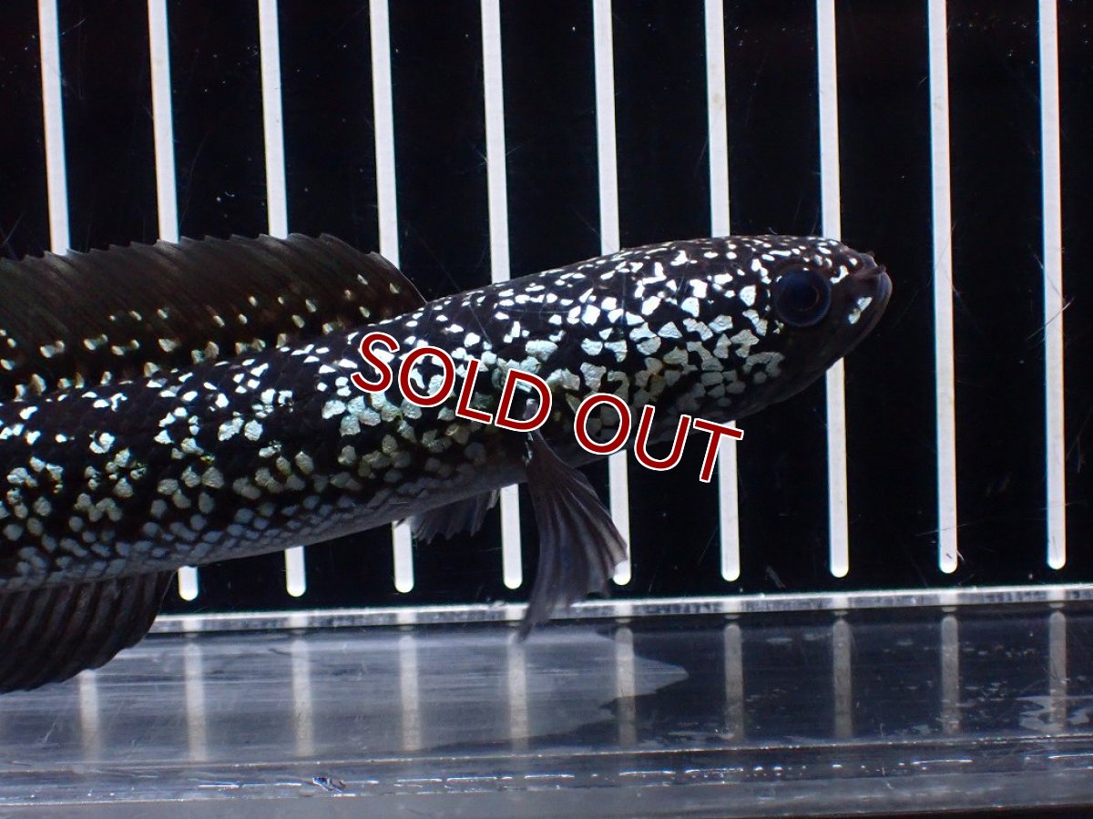 画像2: 【淡水魚】【通販】激レア No2 藍天目(Blue tenmoku)【個体販売】(±15cm)(大型魚・スネークヘッド)(生体)(熱帯魚)NKO (2)