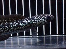 画像2: 【淡水魚】【通販】激レア No2 藍天目(Blue tenmoku)【個体販売】(±15cm)(大型魚・スネークヘッド)(生体)(熱帯魚)NKO (2)