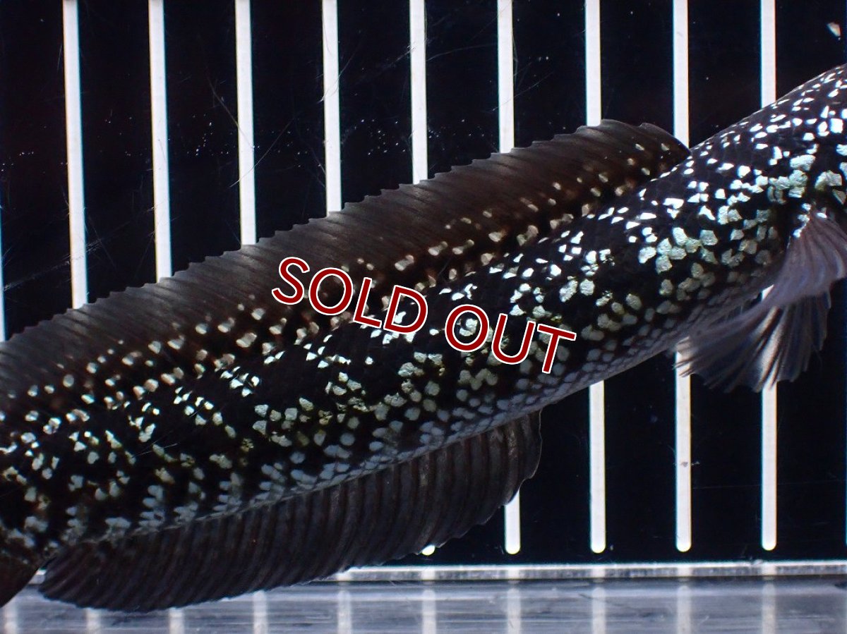 画像3: 【淡水魚】【通販】激レア No2 藍天目(Blue tenmoku)【個体販売】(±15cm)(大型魚・スネークヘッド)(生体)(熱帯魚)NKO (3)