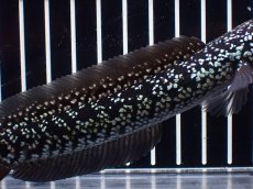 画像3: 【淡水魚】【通販】激レア No2 藍天目(Blue tenmoku)【個体販売】(±15cm)(大型魚・スネークヘッド)(生体)(熱帯魚)NKO (3)