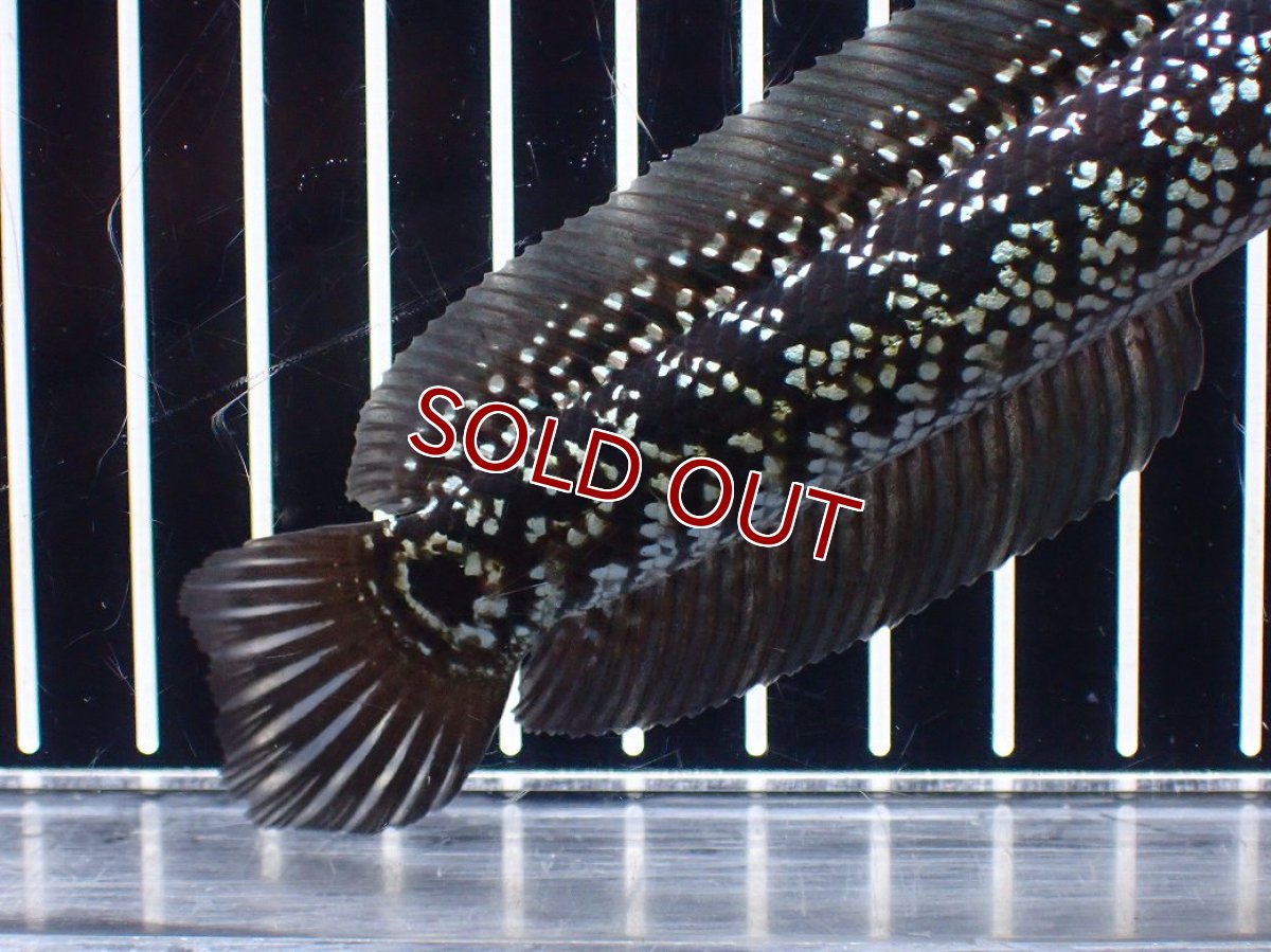 画像4: 【淡水魚】【通販】激レア No2 藍天目(Blue tenmoku)【個体販売】(±15cm)(大型魚・スネークヘッド)(生体)(熱帯魚)NKO (4)