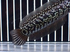 画像4: 【淡水魚】【通販】激レア No2 藍天目(Blue tenmoku)【個体販売】(±15cm)(大型魚・スネークヘッド)(生体)(熱帯魚)NKO (4)