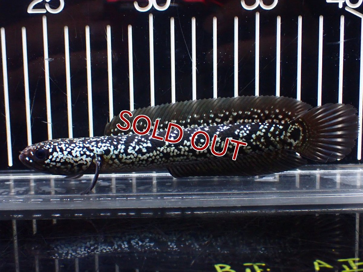 画像5: 【淡水魚】【通販】激レア No2 藍天目(Blue tenmoku)【個体販売】(±15cm)(大型魚・スネークヘッド)(生体)(熱帯魚)NKO (5)