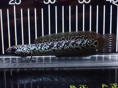画像5: 【淡水魚】【通販】激レア No2 藍天目(Blue tenmoku)【個体販売】(±15cm)(大型魚・スネークヘッド)(生体)(熱帯魚)NKO (5)