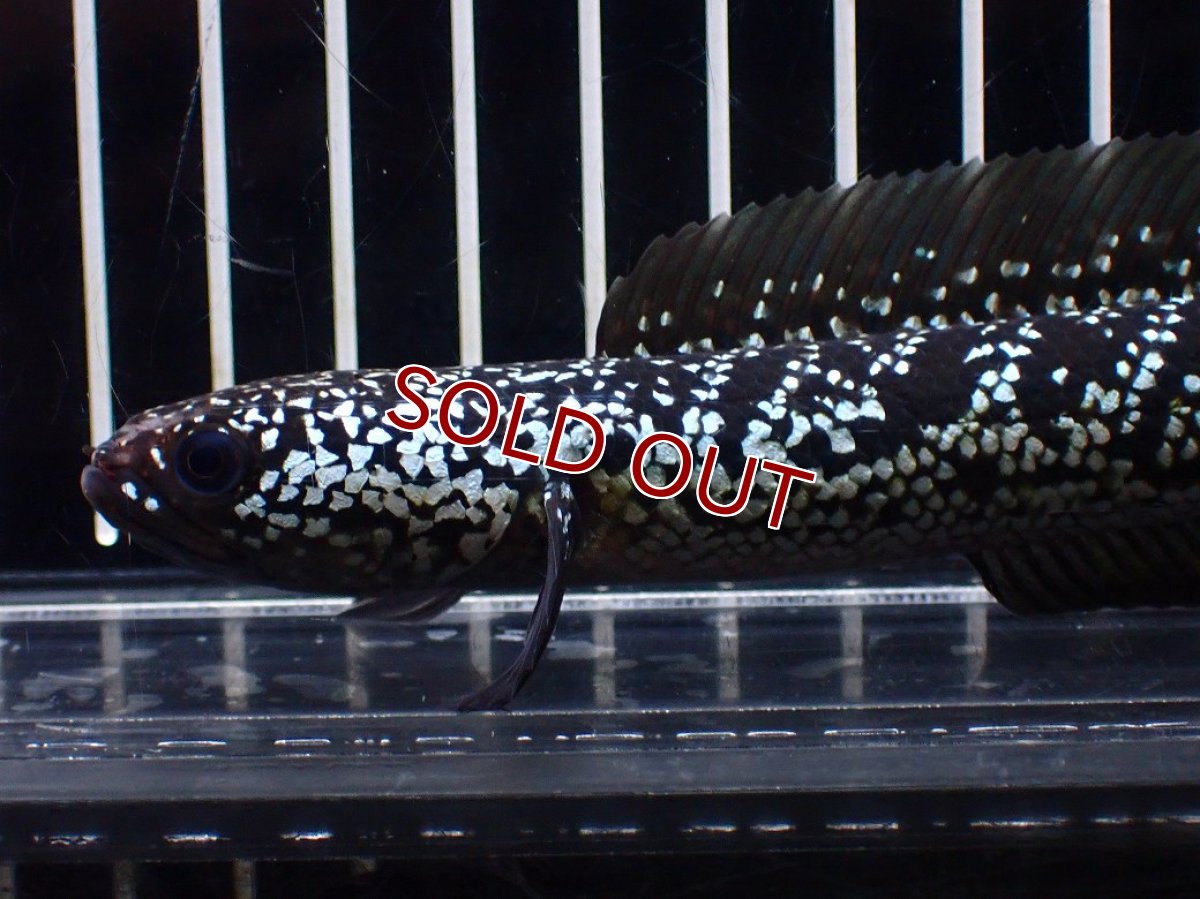 画像6: 【淡水魚】【通販】激レア No2 藍天目(Blue tenmoku)【個体販売】(±15cm)(大型魚・スネークヘッド)(生体)(熱帯魚)NKO (6)