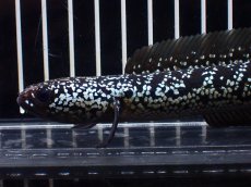 画像6: 【淡水魚】【通販】激レア No2 藍天目(Blue tenmoku)【個体販売】(±15cm)(大型魚・スネークヘッド)(生体)(熱帯魚)NKO (6)