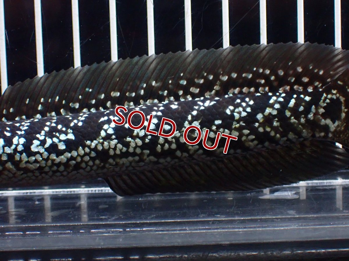 画像7: 【淡水魚】【通販】激レア No2 藍天目(Blue tenmoku)【個体販売】(±15cm)(大型魚・スネークヘッド)(生体)(熱帯魚)NKO (7)