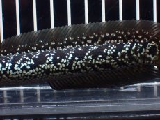 画像7: 【淡水魚】【通販】激レア No2 藍天目(Blue tenmoku)【個体販売】(±15cm)(大型魚・スネークヘッド)(生体)(熱帯魚)NKO (7)