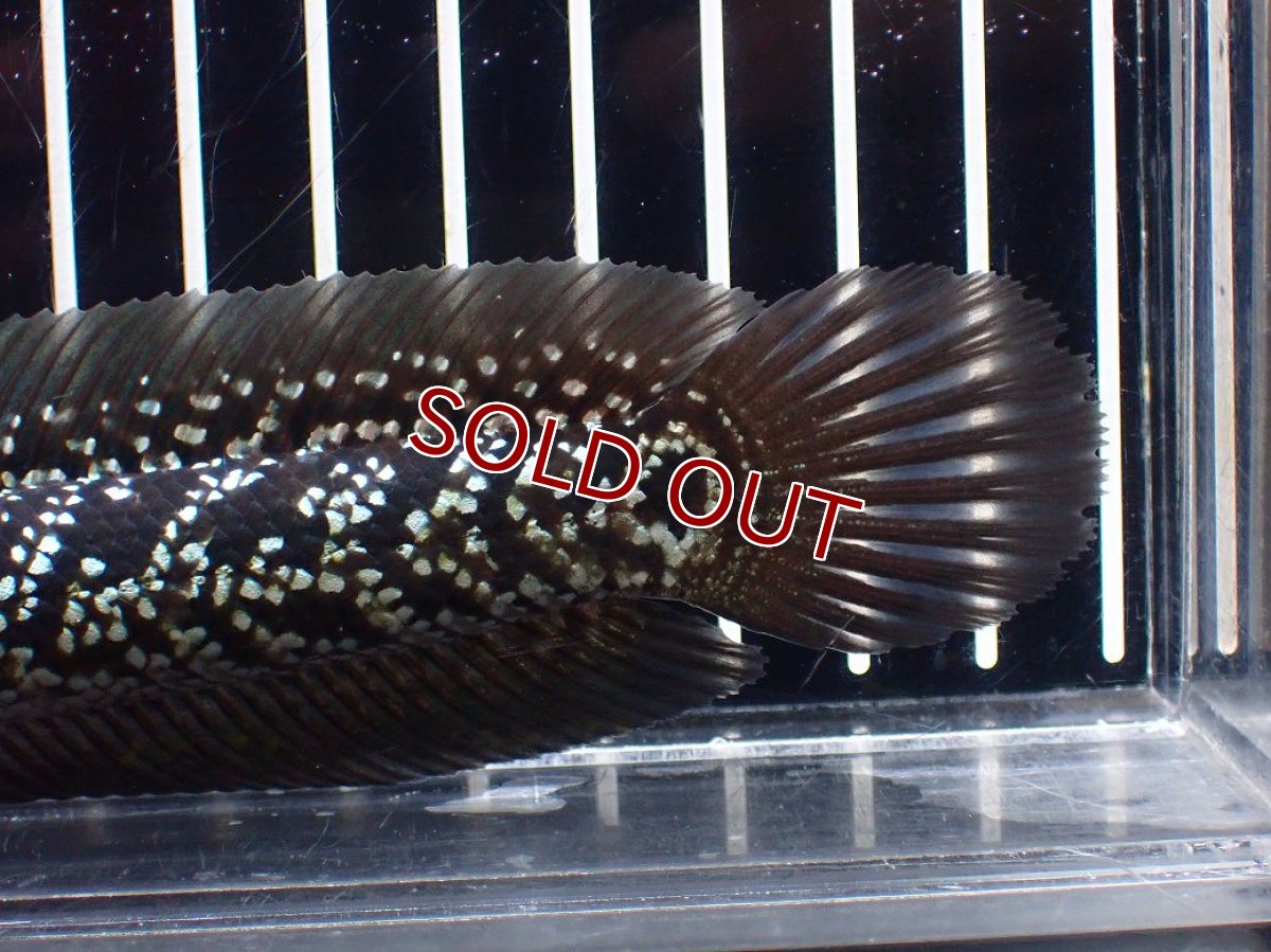 画像8: 【淡水魚】【通販】激レア No2 藍天目(Blue tenmoku)【個体販売】(±15cm)(大型魚・スネークヘッド)(生体)(熱帯魚)NKO (8)