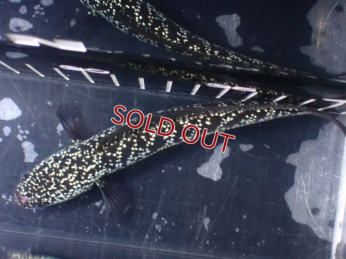 画像9: 【淡水魚】【通販】激レア No2 藍天目(Blue tenmoku)【個体販売】(±15cm)(大型魚・スネークヘッド)(生体)(熱帯魚)NKO (9)