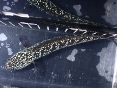画像9: 【淡水魚】【通販】激レア No2 藍天目(Blue tenmoku)【個体販売】(±15cm)(大型魚・スネークヘッド)(生体)(熱帯魚)NKO (9)