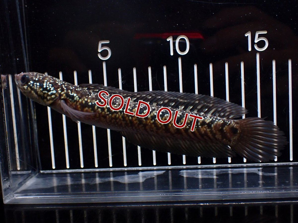 画像1: 【淡水魚】【通販】極上個体 No1 スターダストダイヤモンドコウタイ【個体販売】(±16cm)(大型魚・スネークヘッド)(生体)(熱帯魚)NKO (1)