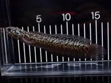 画像1: 【淡水魚】【通販】極上個体 No1 スターダストダイヤモンドコウタイ【個体販売】(±16cm)(大型魚・スネークヘッド)(生体)(熱帯魚)NKO (1)