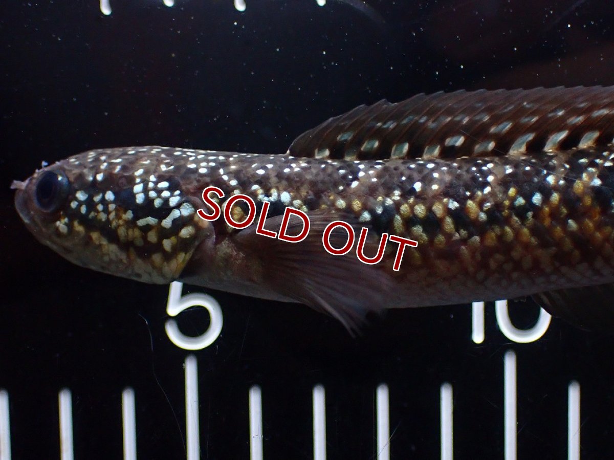 画像2: 【淡水魚】【通販】極上個体 No1 スターダストダイヤモンドコウタイ【個体販売】(±16cm)(大型魚・スネークヘッド)(生体)(熱帯魚)NKO (2)