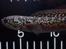 画像2: 【淡水魚】【通販】極上個体 No1 スターダストダイヤモンドコウタイ【個体販売】(±16cm)(大型魚・スネークヘッド)(生体)(熱帯魚)NKO (2)