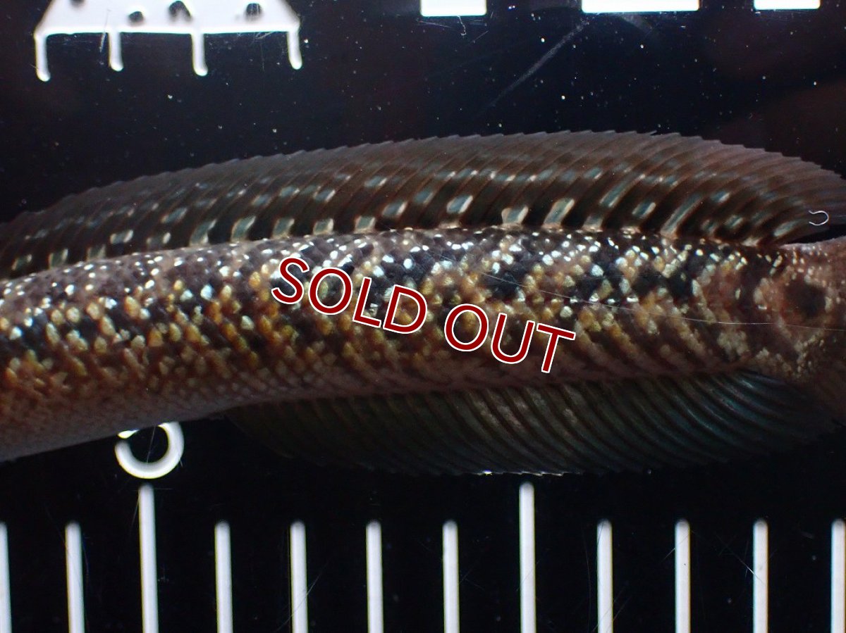 画像3: 【淡水魚】【通販】極上個体 No1 スターダストダイヤモンドコウタイ【個体販売】(±16cm)(大型魚・スネークヘッド)(生体)(熱帯魚)NKO (3)