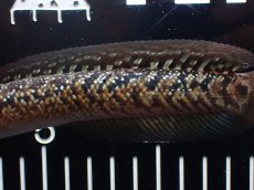 画像3: 【淡水魚】【通販】極上個体 No1 スターダストダイヤモンドコウタイ【個体販売】(±16cm)(大型魚・スネークヘッド)(生体)(熱帯魚)NKO (3)