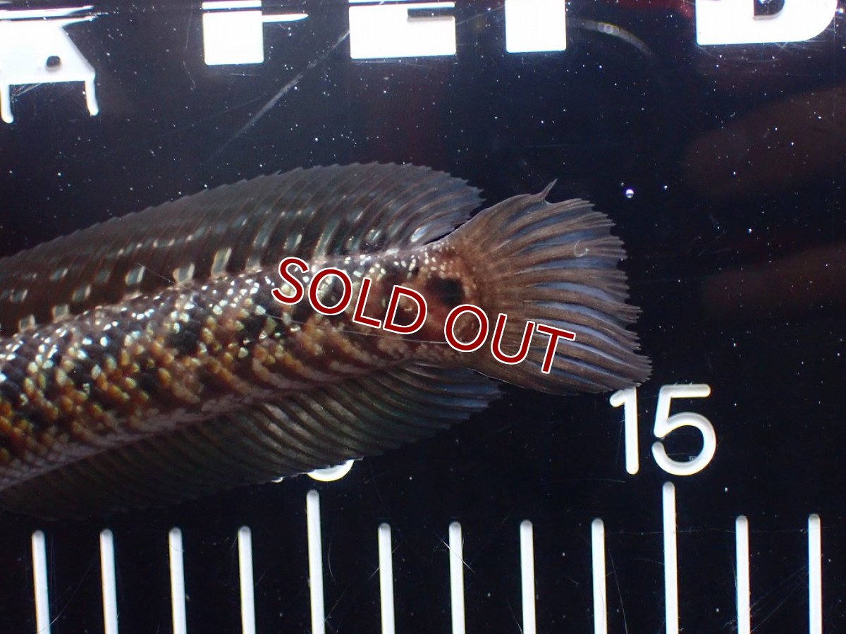 画像4: 【淡水魚】【通販】極上個体 No1 スターダストダイヤモンドコウタイ【個体販売】(±16cm)(大型魚・スネークヘッド)(生体)(熱帯魚)NKO (4)