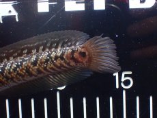画像4: 【淡水魚】【通販】極上個体 No1 スターダストダイヤモンドコウタイ【個体販売】(±16cm)(大型魚・スネークヘッド)(生体)(熱帯魚)NKO (4)