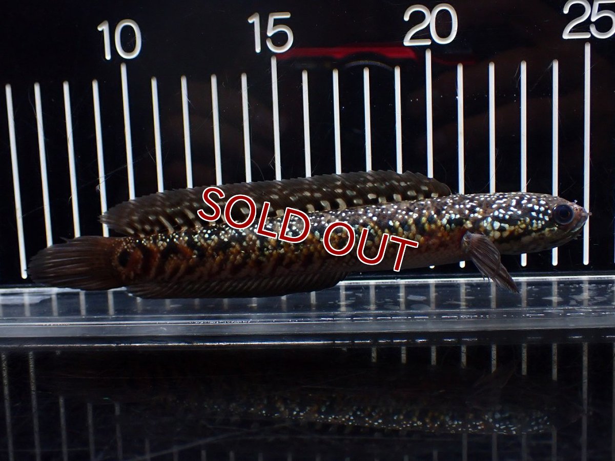 画像5: 【淡水魚】【通販】極上個体 No1 スターダストダイヤモンドコウタイ【個体販売】(±16cm)(大型魚・スネークヘッド)(生体)(熱帯魚)NKO (5)