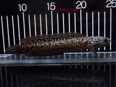 画像5: 【淡水魚】【通販】極上個体 No1 スターダストダイヤモンドコウタイ【個体販売】(±16cm)(大型魚・スネークヘッド)(生体)(熱帯魚)NKO (5)
