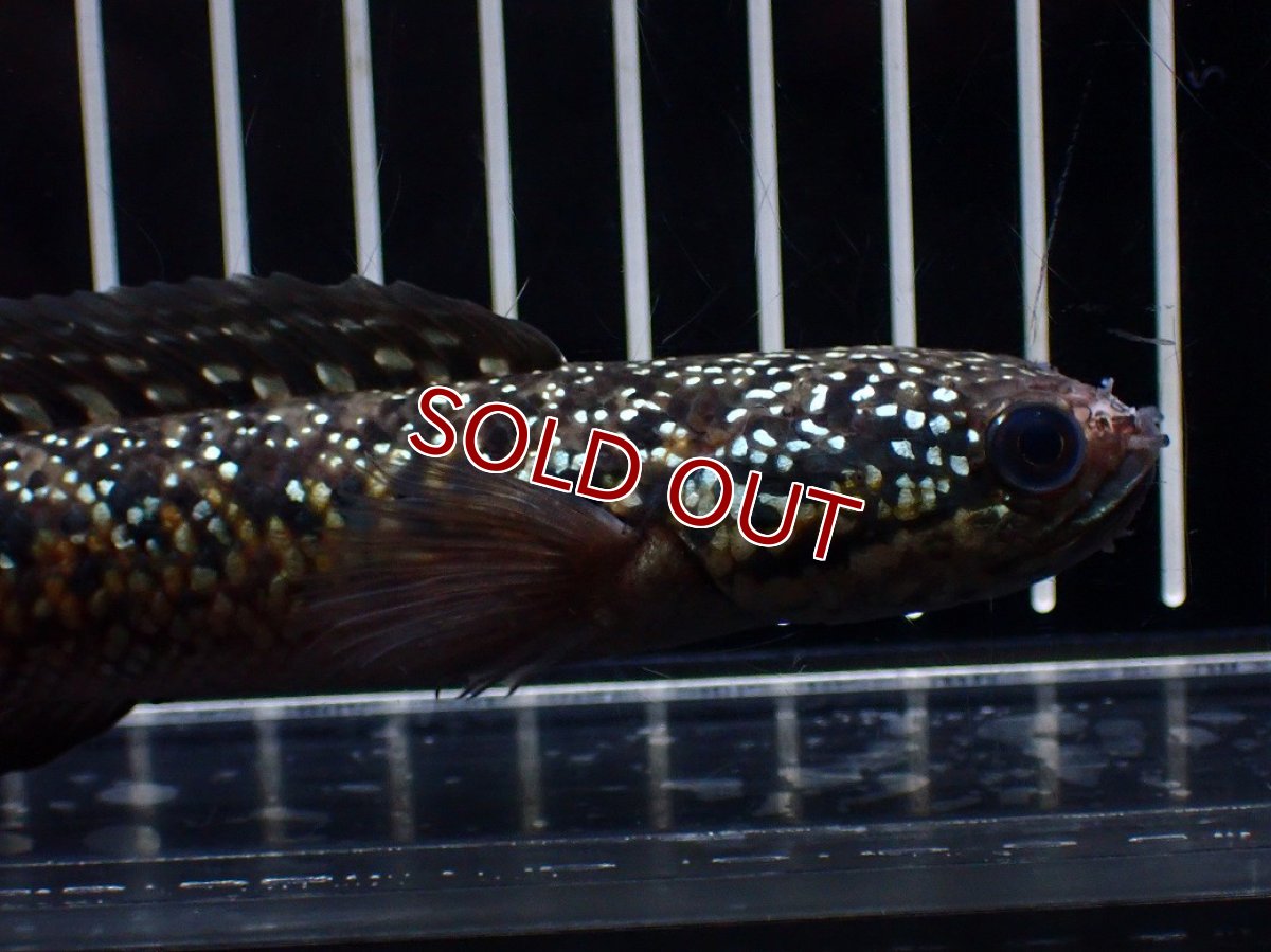 画像6: 【淡水魚】【通販】極上個体 No1 スターダストダイヤモンドコウタイ【個体販売】(±16cm)(大型魚・スネークヘッド)(生体)(熱帯魚)NKO (6)