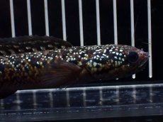 画像6: 【淡水魚】【通販】極上個体 No1 スターダストダイヤモンドコウタイ【個体販売】(±16cm)(大型魚・スネークヘッド)(生体)(熱帯魚)NKO (6)