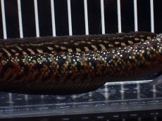 画像7: 【淡水魚】【通販】極上個体 No1 スターダストダイヤモンドコウタイ【個体販売】(±16cm)(大型魚・スネークヘッド)(生体)(熱帯魚)NKO (7)