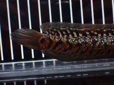 画像8: 【淡水魚】【通販】極上個体 No1 スターダストダイヤモンドコウタイ【個体販売】(±16cm)(大型魚・スネークヘッド)(生体)(熱帯魚)NKO (8)