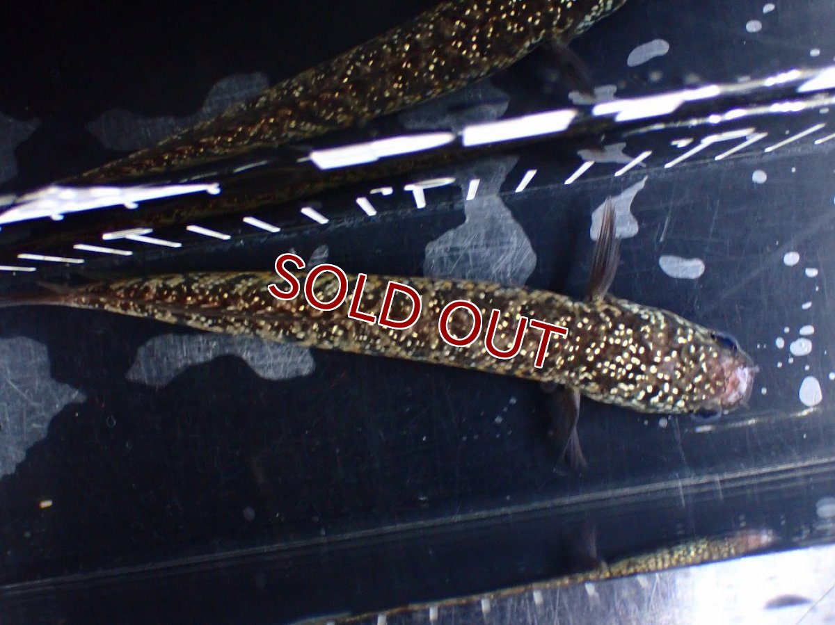 画像9: 【淡水魚】【通販】極上個体 No1 スターダストダイヤモンドコウタイ【個体販売】(±16cm)(大型魚・スネークヘッド)(生体)(熱帯魚)NKO (9)