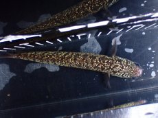 画像9: 【淡水魚】【通販】極上個体 No1 スターダストダイヤモンドコウタイ【個体販売】(±16cm)(大型魚・スネークヘッド)(生体)(熱帯魚)NKO (9)