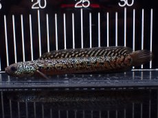 画像1: 【淡水魚】【通販】極上個体 No2 スターダストダイヤモンドコウタイ【個体販売】(±15cm)(大型魚・スネークヘッド)(生体)(熱帯魚)NKO (1)